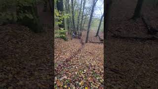 Homertrail sesh mtb downhill mtbfy dh hometrail [upl. by Colby]