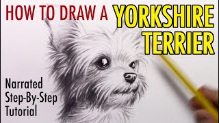 How to Draw a Dog Yorkshire Terrier [upl. by Aerdnek]