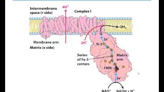 MBS Lehninger Chapter 19 Oxidative Phosphorylation part 1 [upl. by Sumahs814]