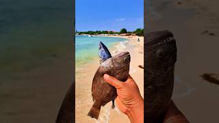 Found dead flatfish and tongkolfish on the beach shorts shortvideo viralshorts [upl. by Aihsenot]