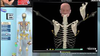 How Scapular Movement Works 3D Anatomy amp Diagrams [upl. by Eldwin]