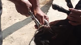 Burdizzo Castration in male goat buck [upl. by Kerianne8]