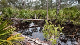 Exploring quotGator Lakequot in PCB Florida  St Andrews State Park [upl. by Lehcnom64]