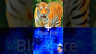 Tiger  Fire tiger  green fire tiger  blue fire tiger  pink fire tiger  brown fire trending [upl. by Monteith]