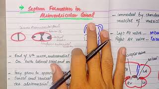 Septum formation in Atrioventricular canal  CVS embryology lectures by Dr Safwan Naveed [upl. by Claudia]