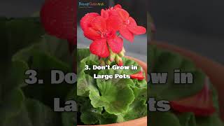 6 Quick Tips to Keep Geraniums Blooming [upl. by Nnylecoj]