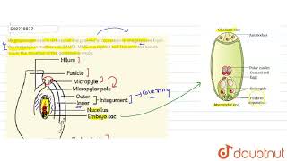 Megasporogenesis is defined as the process of formation of megaspores from the megaspore mother [upl. by Moriarty]