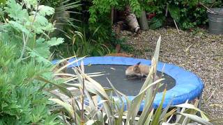 Four baby foxes playing on trampoline [upl. by Ivey]