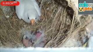 white finches 5 chicks  finches mkpets  Tamil [upl. by Jadda780]