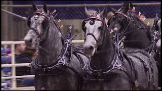 Gentle Giants 100000 invitational Six Horse Hitch Championship Pt 2 [upl. by Iow]