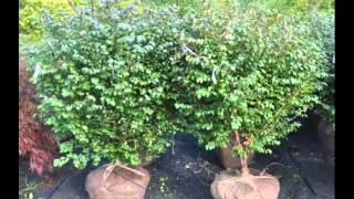 Best Time to Prune Burning Bushes [upl. by Roye]