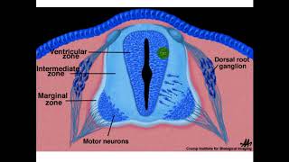 Embryology  ectodermal derivatives [upl. by Laverne]