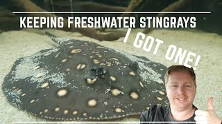 Keeping Freshwater Stingrays  What Ive learned so far [upl. by Merla994]