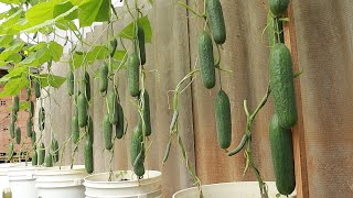 Produces fruit continuously  No watering  Tips for Growing Cucumbers in Limited Space [upl. by Timmi469]