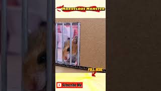 Hamster Escapes 🐹 the Awesome Maze for Pets in Real Life in Marvelous Hamster funny hamsterescape [upl. by Oahc]