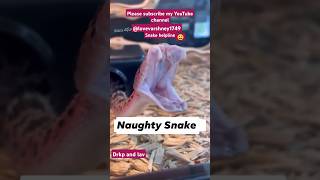 naughty snake viral video [upl. by Oliva]