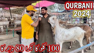 live deal  bakra mandi 2024  lahore bakra mandi 2024  bakra mandi pakistan [upl. by Vorfeld]