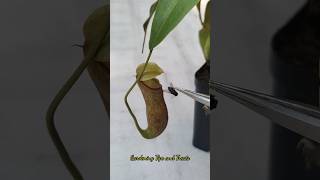 Feeding my Nepenthes a Housefly🦟 nepenthesplant pitcherplants carnivorousplants nepenthes [upl. by Htirehc8]