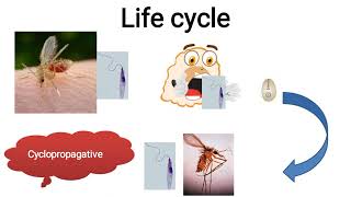 Cutaneous leishmaniasis الليشمانيا الجلدية [upl. by Nileek205]