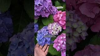 Comment avoir des hortensias gratuits  🌼 hortensia fleurs plants jardin permaculture [upl. by Aiyt]