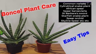 Dracaena Angolensis  Sansevieria Cylindrica Boncel care guide [upl. by Kobi828]