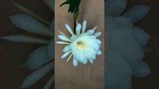 Nishagandhi  Night Queen  Epiphyllum Oxypetalum Blooming [upl. by Alvar129]