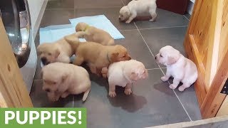 Golden Labrador puppies deliver cuteness overload [upl. by Ephrayim]