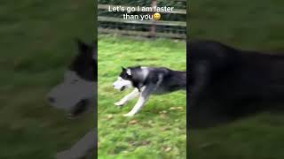 Husky and his Shetland pony buddies shortsyoutube foryou horse dogs shetlandpony [upl. by Henriques55]