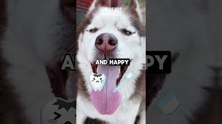 101 Howlsome Facts About Siberian Huskies That Will Make You Go Woof MUSTWATCH p11 facts [upl. by Vashtia942]