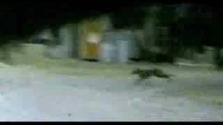 Supossed tasmanian tiger thylacine filmed in 1973 [upl. by Enida]