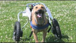 Popeye the Unstoppable TwoLegged Dog Runs in His Doggon Wheels [upl. by Homer]