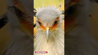 సెక్రటరీ బర్డ్ ll Secretary Bird ll Telugu Facts ll TOT FACTS [upl. by Olimreh]