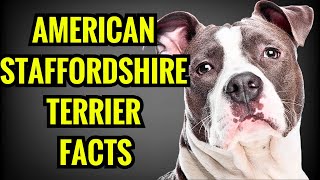 American Staffordshire Terrier Facts  Top 13 Facts You Must Know [upl. by Alahc518]