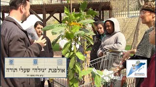 Ulpanat Gila High School for Girls Planting Fruit Trees [upl. by Nareik739]