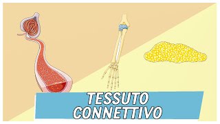 Tessuto Connettivo  Pillole di Scienza [upl. by Jariv]