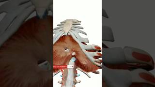 Anatomie du diaphragme anatomy medecine anatomie doctor medicalstudent science education [upl. by Arihsaj781]