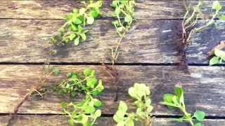 Propagating Marjoram From Root Cuttings [upl. by Libnah772]