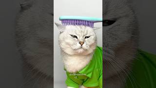 Hairbrush cleaning hack cuddleclawshow lifehacks catchef cats funny foryou [upl. by Nyrb]