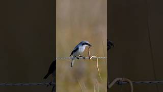 Shrike Birds Mystery scince sciencefacts [upl. by Nagek318]