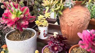 Spray insect repellent and fungal disease prevention for succulents during summer in Australia [upl. by Laurentia]