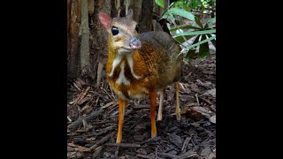 mouse deer or chevrotain species are the smallest hoofed mammal in the world [upl. by Jules359]