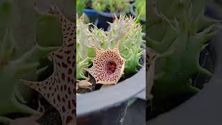 Huernia mccoyi Rareplant huernia payal nature flower shorts trending [upl. by Maillil]