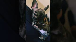 Lazy Sundays frenchbulldog frenchbulldoglovers beats latino frenchie bulldog [upl. by Yeleen893]