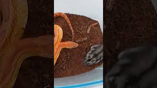 Snake eats alive hamster Corn snake feeding shorts [upl. by Tezil]