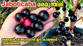 ജബോട്ടിക്കബ തൈകൾ വാങ്ങുമ്പോൾ jaboticaba MalayalamjaboticabaExoticfruits jaboticaba red Hybrid [upl. by Nauqit]