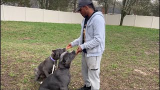 Cane Corso Puppy Training first time on a leash [upl. by Monson]