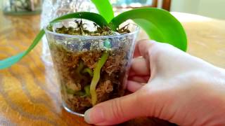 Tutorial on how I fertilize my orchids growing in moss [upl. by Okomot]