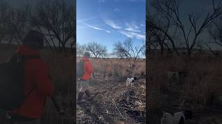 Kansas Pheasant Hunt [upl. by Yvon581]