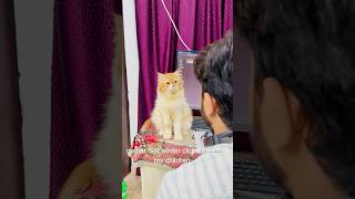 Billu ki acting😳catcomedy viralcat catvideo sajidcat catlover cat billucat funny [upl. by Rehotsirhc662]