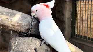 Major Mitchell Cockatoo Playing with the Chain  Pink Cockatoo Beauty Playing  Inside the Aviary [upl. by Colene]